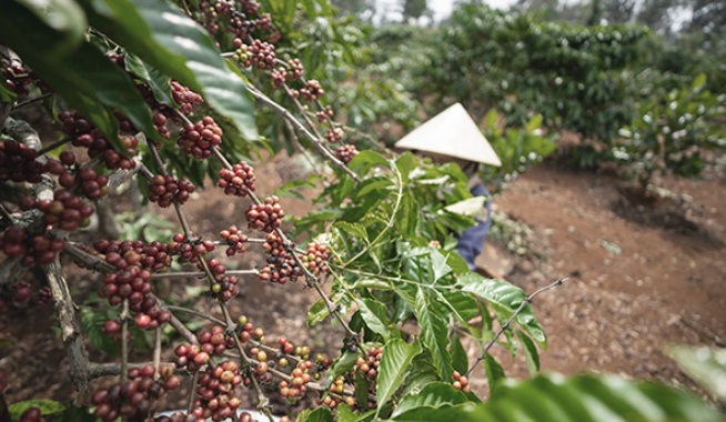 Exploring Vietnamese Coffee Culture