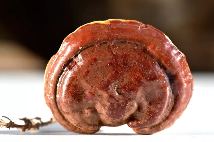 10 Reishi Mushroom Benefits