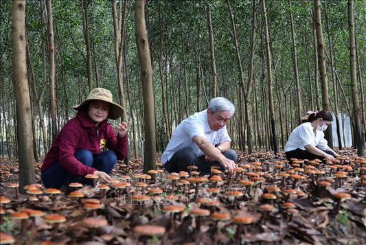 Vietnamese Reishi: Overview & Types
