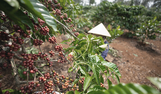 Exploring Vietnamese Coffee Culture